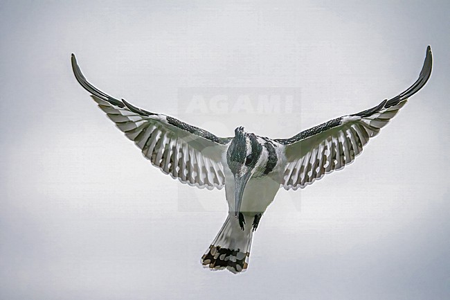 Pied Kingfisher, Ceryle rudis. Hovering stock-image by Agami/Hans Germeraad,