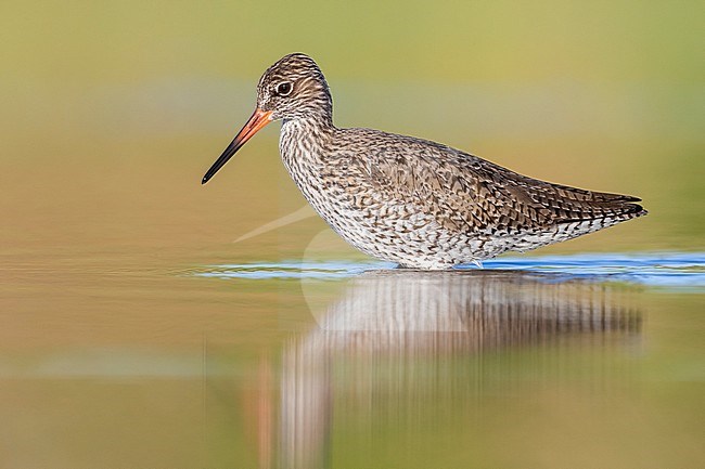 Redshank (Tringa totanus), side view of an adult standing in the water, Campania, Italy stock-image by Agami/Saverio Gatto,