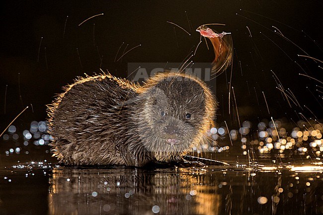 Europese Otters vissend in de nacht; Nightly fishing Otters (Lutra lutra) stock-image by Agami/Bence Mate,