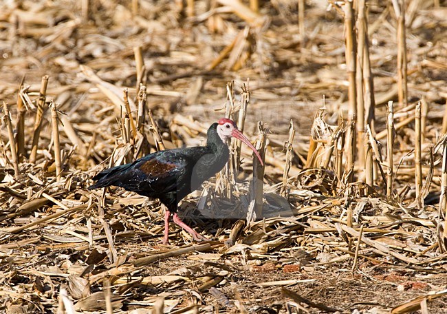 Kaapse Ibis, Southern Bald Ibis, Geronticus calvus stock-image by Agami/Marc Guyt,