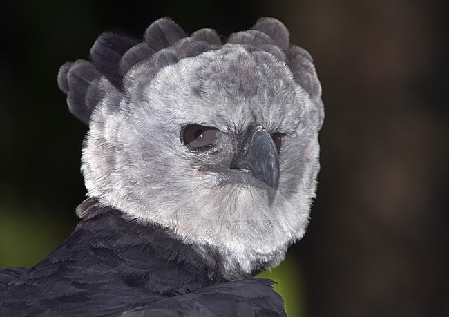 Harpij close-up, Harpy Eagle close-up stock-image by Agami/Greg & Yvonne Dean,