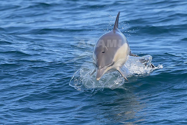 Common dolphin (Delphinus delphis) jumping, with the sea as background. stock-image by Agami/Sylvain Reyt,