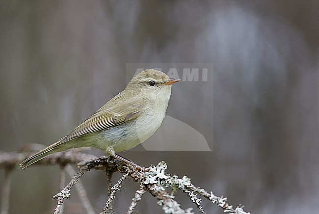 Grauwe Fitis op takje, Greenish Warbler on a branch stock-image by Agami/Markus Varesvuo,