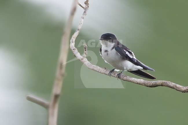 Pied-winged Swallow (Hirundo leucosoma) perched on a branch in a rainforest clearing in Ghana. stock-image by Agami/Dubi Shapiro,