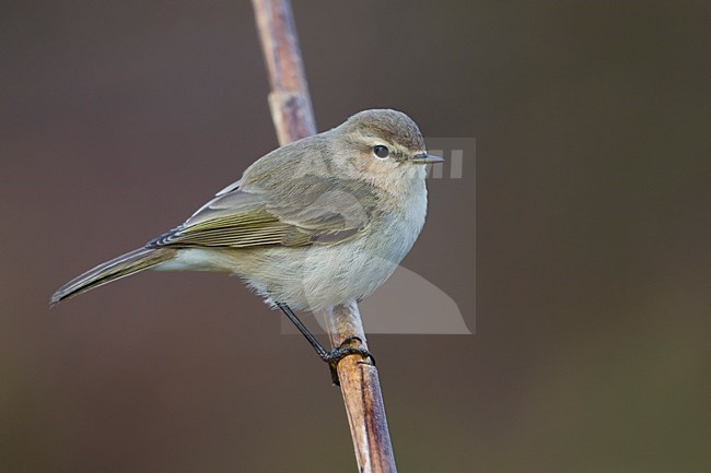 Siberische Tjiftjaf; Siberian Chiffchaff stock-image by Agami/Daniele Occhiato,