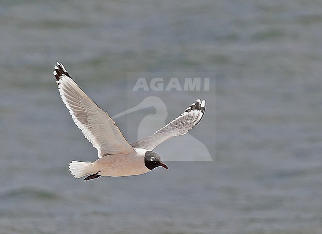 Adult Franklin's gull (Leucophaeus pipixcan) in breeding plumage in Western Mexico. stock-image by Agami/Pete Morris,