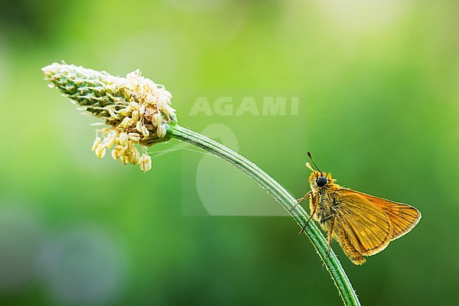 Large Skipper, Ochlodes sylvanus stock-image by Agami/Wil Leurs,