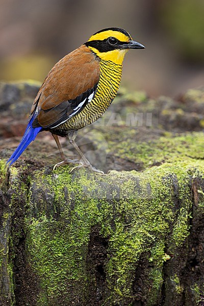 Bornean Banded-Pitta (Hydrornis schwaneri) Perched on the ground in Borneo stock-image by Agami/Dubi Shapiro,