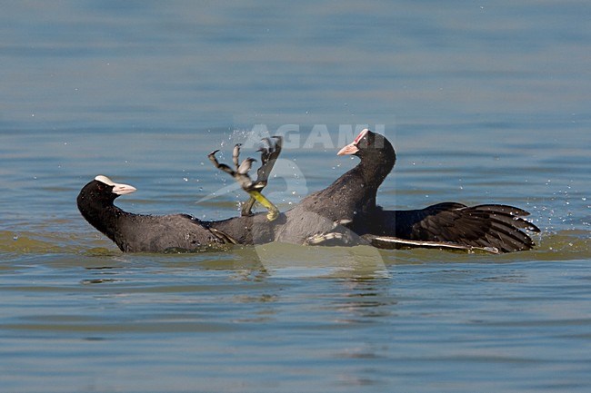 Vechtende Meerkoeten; Fighting Eurasian Coots stock-image by Agami/Daniele Occhiato,