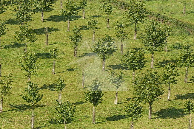Natuurgebied de Bemelerberg, Nature reserve the Bemelerberg stock-image by Agami/Wil Leurs,