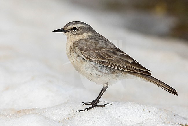 Water Pipit (Anthus spinoletta), side view of an adult standing on the snow, Abruzzo, Italy stock-image by Agami/Saverio Gatto,