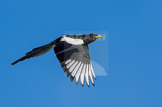 Adult 
Santa Barbara Co., CA
November 2021 stock-image by Agami/Brian E Small,