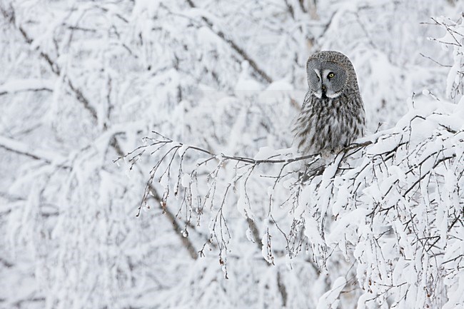 Laplanduil zittend in boom met sneeuw; Great Grey Owl perched in tree with snow stock-image by Agami/Markus Varesvuo,