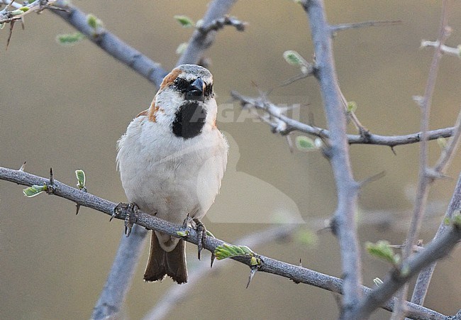 Male Great sparrow (Passer motitensis), also known as the southern rufous sparrow, in Namibia. Perched in a tree. stock-image by Agami/Laurens Steijn,