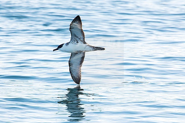Great Shearwater (Ardenna gravis) off the Isles of Scillies, Cornwall, England. stock-image by Agami/Martijn Verdoes,