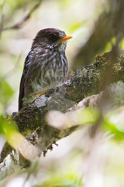 Humblot's Flycatcher (Humblotia flavirostris) is endemic to the island of Grand Comoro in the Comoros where it inhabits forest on the slopes of Mount Karthala. stock-image by Agami/Dubi Shapiro,
