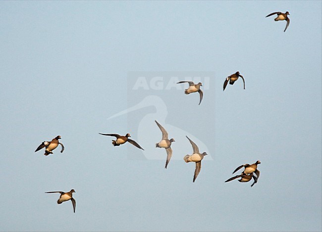 Groep Smienten in de vlucht; Flock of Eurasian Wigeons in flight stock-image by Agami/Marc Guyt,