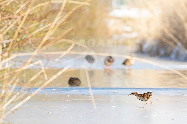 Water Rail (Rallus aquaticus) crossing the ice during a very cold period in winter in the Netherlands. stock-image by Agami/Arnold Meijer,