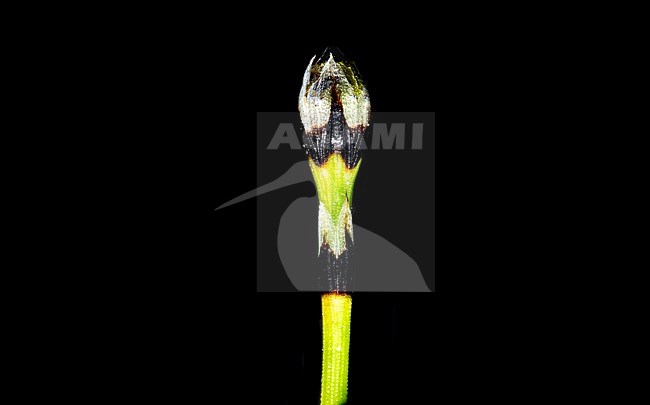 Sedge like horsetail, Equisetum scirpoides stock-image by Agami/Wil Leurs,