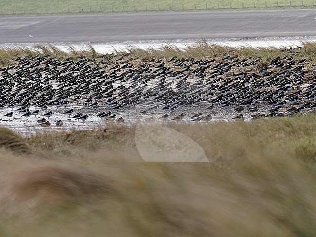 Group of Oystercatchers, , Haematopus  sheltering for the wind on the Volharding Nature Reserve stock-image by Agami/Rob Riemer,