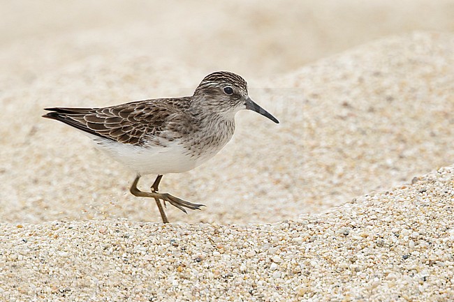 Adult non-breeding
Baja California Sur, Mexico
December 2016 stock-image by Agami/Brian E Small,