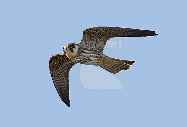 Juveniele Boomvalk in vlucht; Juvenile Eurasian Hobby in flight stock-image by Agami/Markus Varesvuo,