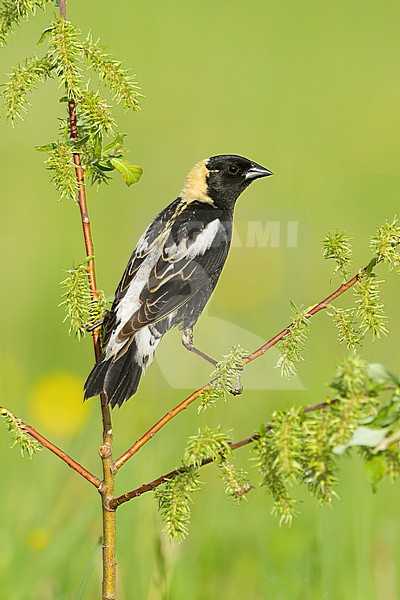 Adult male breeding Bobolink, Dolichonyx oryzivorus
St. Louis Co., MN stock-image by Agami/Brian E Small,