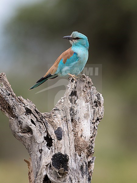 Close up side view of adult male European Roller (Coracias garrulus) roosting on a tree stub. Tanzania stock-image by Agami/Markku Rantala,