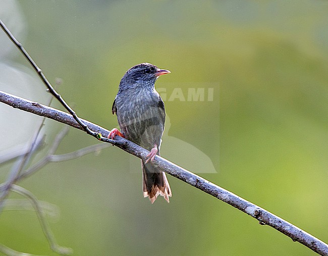 Pink-legged Graveteiro, Acrobatornis fonseca, perched on a thin branch in Atlantic Forest in Brazil - Vulnerable species, endemic to Atlantic Forest stock-image by Agami/Andy & Gill Swash ,