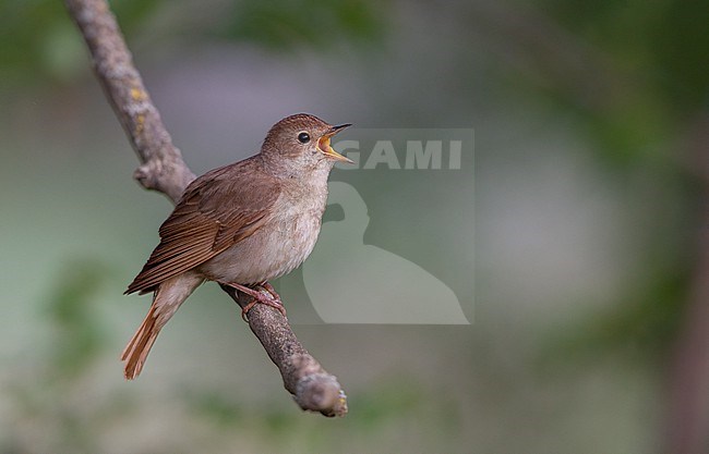 Thrush Nightingale (Luscinia luscinia) singing perched male at Langstrup Mose, Denmark stock-image by Agami/Helge Sorensen,