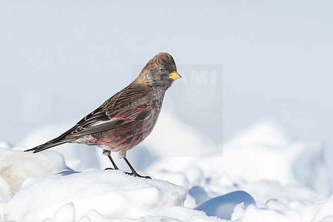 Male Asian Rosy Finch in Hokkaido, Japan. Leucosticte arctoa brunneonucha stock-image by Agami/Stuart Price,