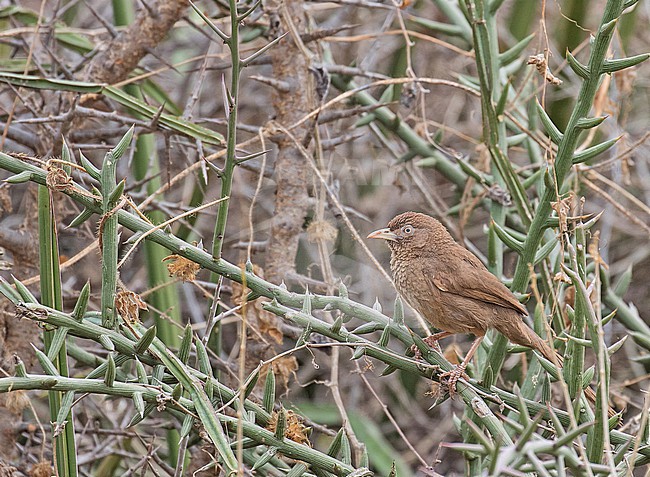 Scaly Chatterer (Argya aylmeri) in Tanzania. stock-image by Agami/Pete Morris,