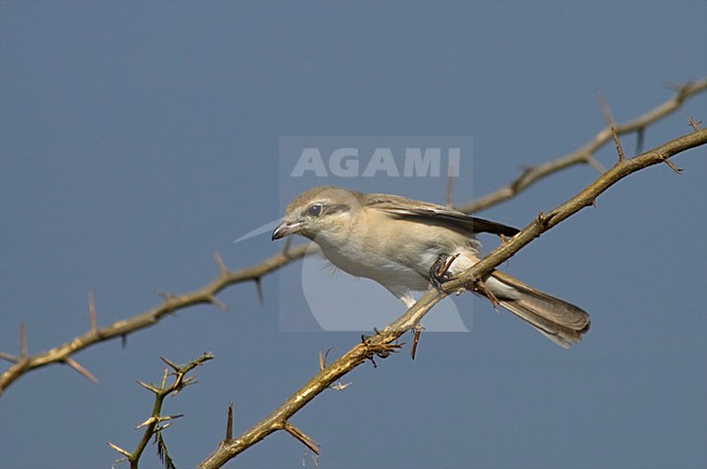Chinese Klauwier zittend; Chinese Shrike perched on branch stock-image by Agami/Marc Guyt,