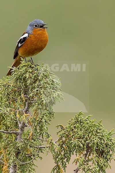 Adult singing male Ala Shan Redstart, Phoenicurus alaschanicus, in China. stock-image by Agami/Dubi Shapiro,