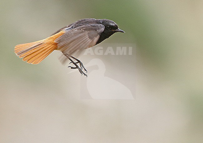 Flying adult male Eastern Black Redstart, Phoenicurus ochruros phoenicuroides, on Tibetan plateau, Qinghai, China. Hovering in the air. stock-image by Agami/James Eaton,