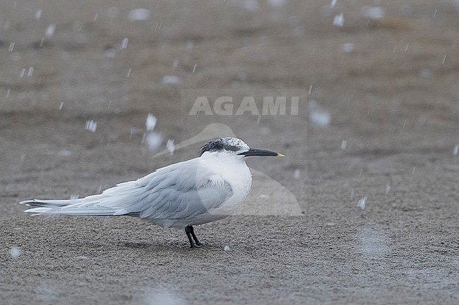 Sandwich Tern (Thalasseus sandvicensis), adult resting on the beach under a snowfall stock-image by Agami/Saverio Gatto,