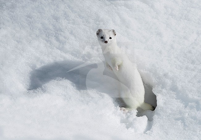 Stoat in the snow, Hermelijn tin de sneeuw stock-image by Agami/Alain Ghignone,
