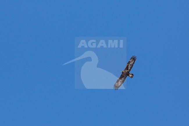 Golden Eagle - Steinadler - Aquila chrysaetos ssp. chrysaetos, Switzerland, adult stock-image by Agami/Ralph Martin,