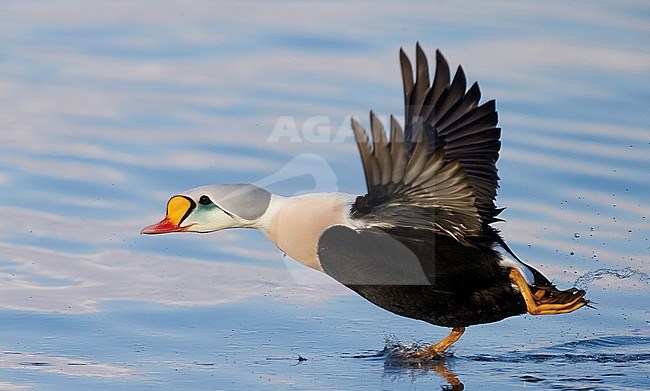 Vliegend mannetje Koningseider; Flying male King Eider stock-image by Agami/Markus Varesvuo,