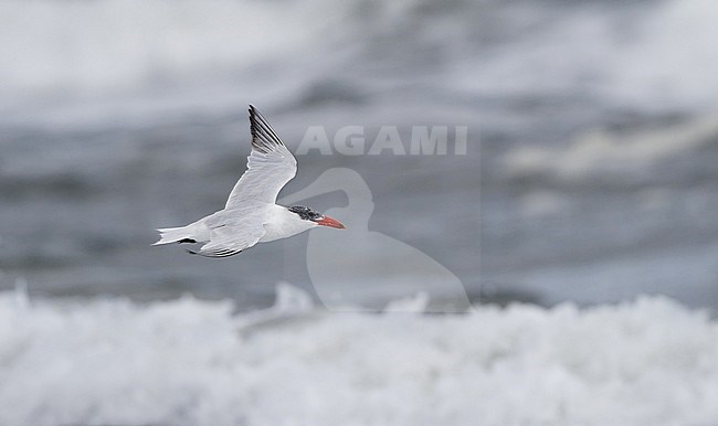 Caspian Tern, Hydroprogne caspia,Stone Harbor, New Jersey, USA stock-image by Agami/Helge Sorensen,