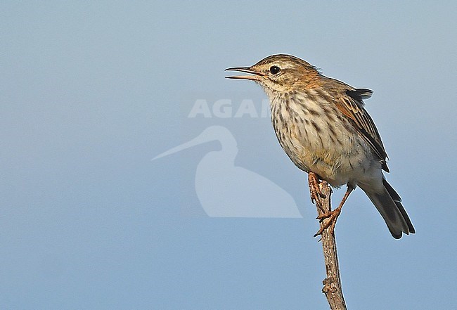 Berthelot's Pipit (Anthus berthelotii) lives at the Canary Islands and Madeira. stock-image by Agami/Eduard Sangster,