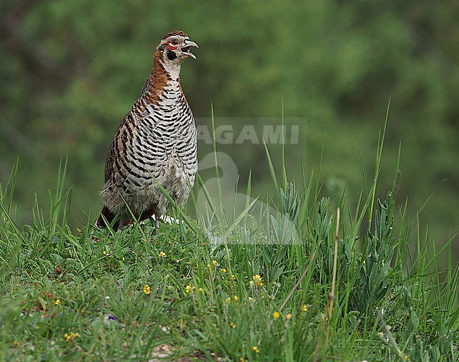 Calling male Tibetan Partridge, Perdix hodgsoniae. on Tibetan plateau, China. stock-image by Agami/James Eaton,
