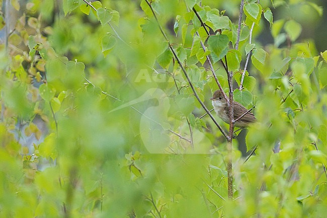 Thick-billed Warbler, Arundinax aedon aedon, Russia (Baikal), adult stock-image by Agami/Ralph Martin,