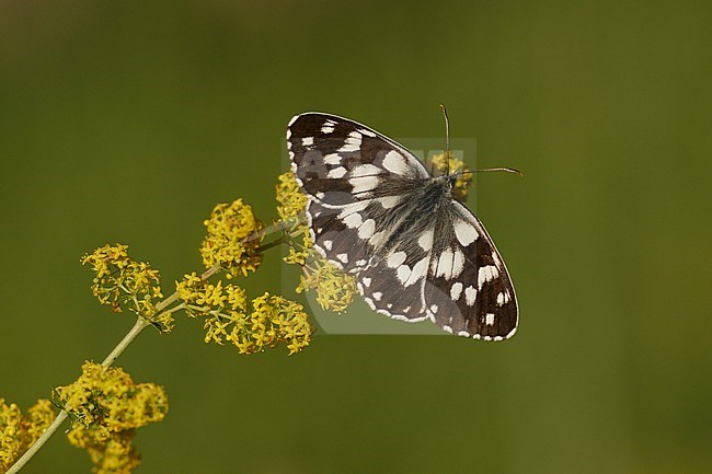 Marbled White (Melanargia galathea) resting with open wings on small yellow flower in Mercantour in France, against a natural green colored background. stock-image by Agami/Iolente Navarro,