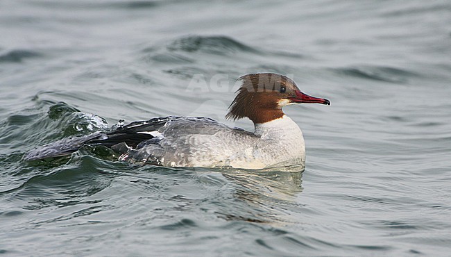 Volwassen vrouwtje Grote Zaagbek, Goosander stock-image by Agami/Karel Mauer,