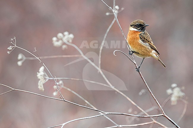 Wintering European Stonechat (Saxicola rubicola) in Italy. stock-image by Agami/Daniele Occhiato,