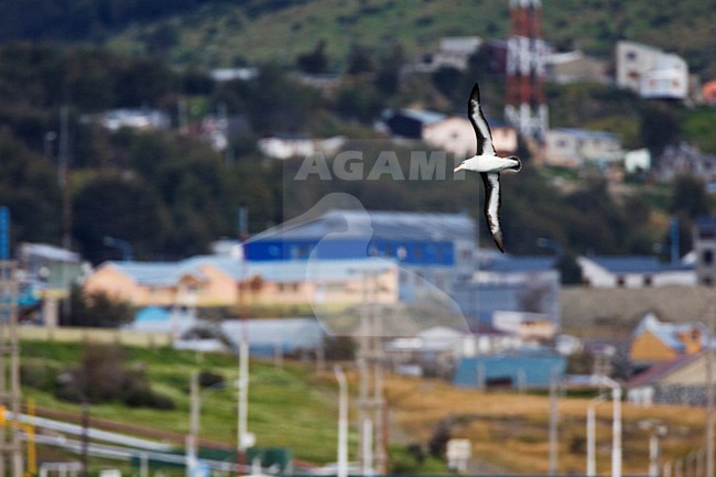 Black-browed Albatross, Wenkbrauwalbatros, Thalassarche melanophrys stock-image by Agami/Marc Guyt,