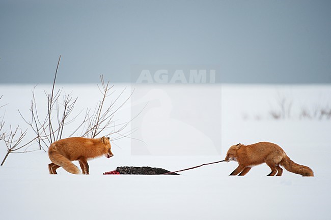 Vossen met prooi in de sneeuw, Red Foxs with prey in the snow stock-image by Agami/Sergey Gorshkov,