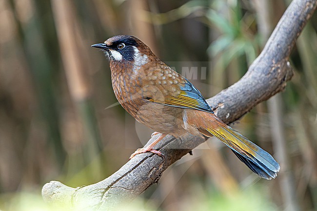 Black-faced laughingthrush (Trochalopteron affine) in Nepal. stock-image by Agami/Dani Lopez-Velasco,