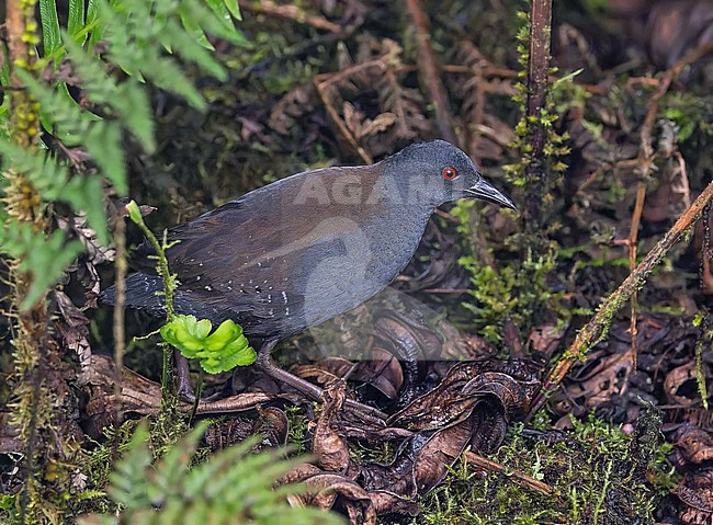 Galapagos Crake (Laterallus spilonota) on the Galapagos Islands, part of the Republic of Ecuador. stock-image by Agami/Pete Morris,